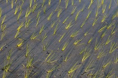 Paddy Rice