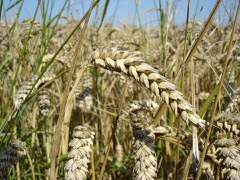 Wheat Grain