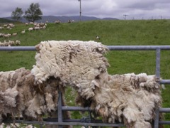 Wool Fleece
