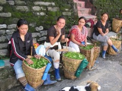 Tea Processing Line