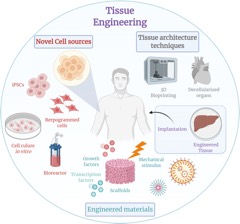 Tissue Converting Line