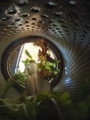 Vegetable Washing Line: Line that washes and rinses produce before processing