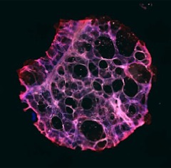 Vibratome