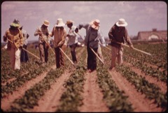 Agricultural Weeding Robot