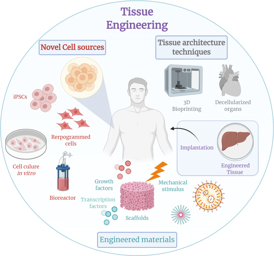 Tissue Converting Line