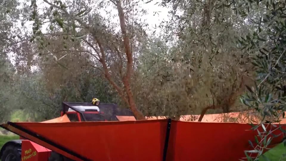 Tree Shaker