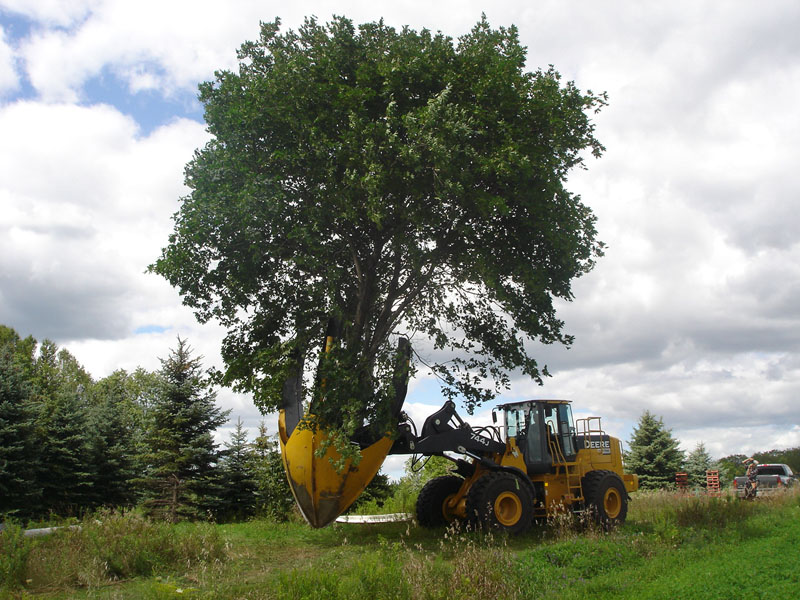 Tree Spade
